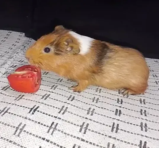 Filhotes de porquinho 