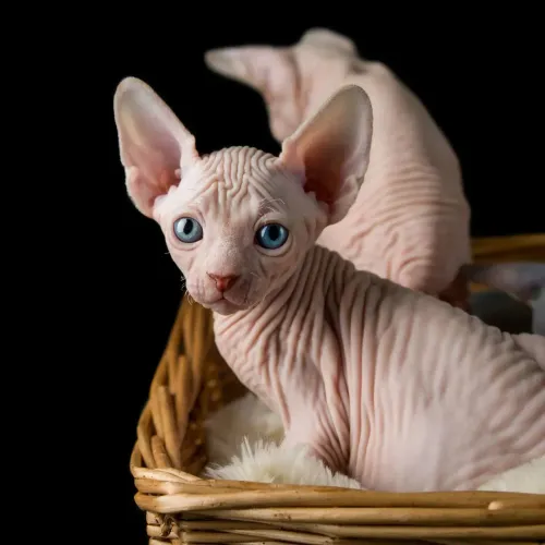 Sphynx macho 
