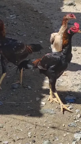 Casais de frangos da raça Mura entre 5 e 6 meses r$ 500 individual r$ 300