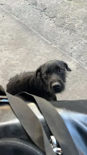 Cachorrinho sem uma para abandonado