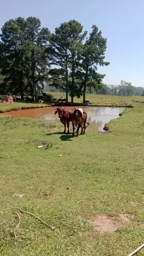 Junta de boi 