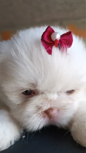 Shih tzu fêmea