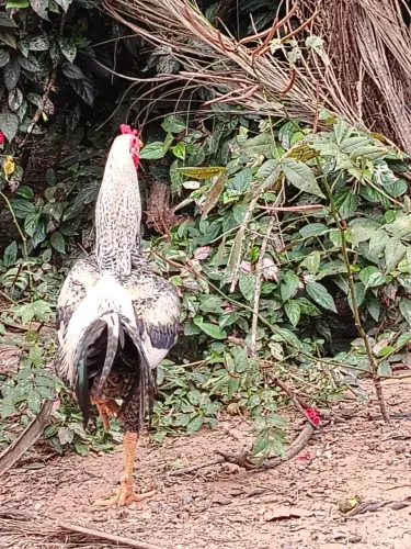 Frango caipira 
