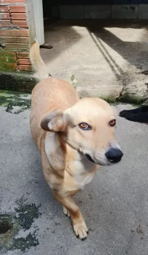 Doação  por motivo de mudança . AJUDE a Lilit a encontrar uma nova casa. A reirar no local
