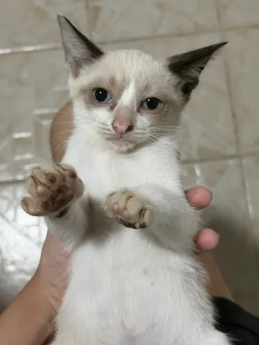 gatos fêmeas 