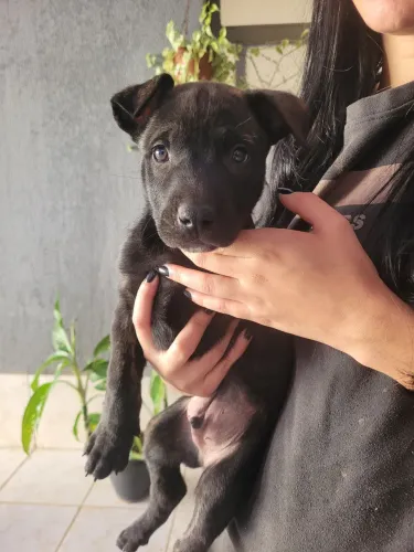 Doação de pastor alemao com American bully