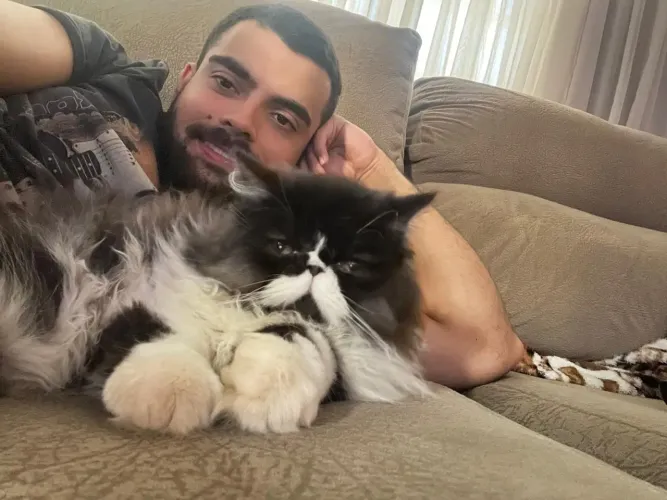 Gato persa filhote