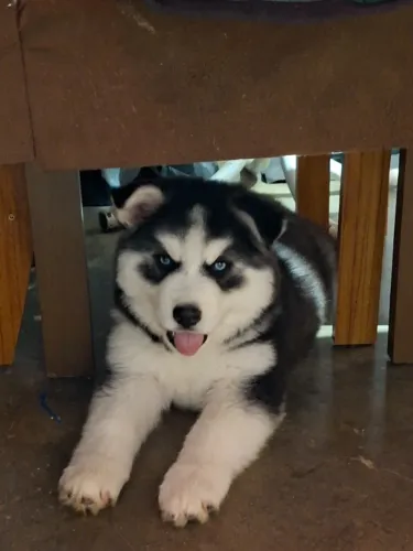 Filhote husky siberiano macho 