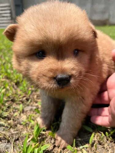 Filhotes de chow chow