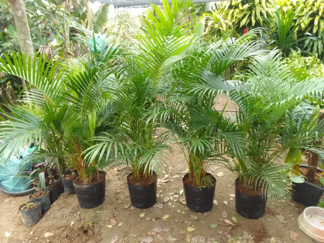 Areca bambú