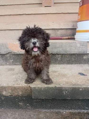 Vendo esse filhote de cachorro pood