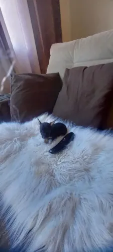 Pinscher femea Zero Linda