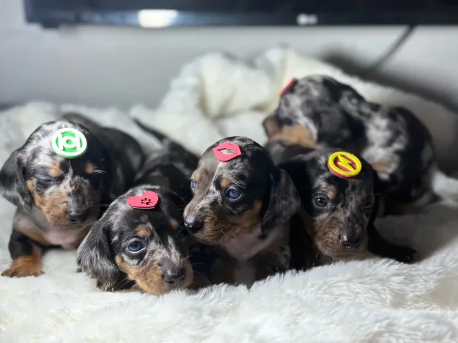 Filhotes de Dachshund Salsichinha Arlequim - Olhos Azuis