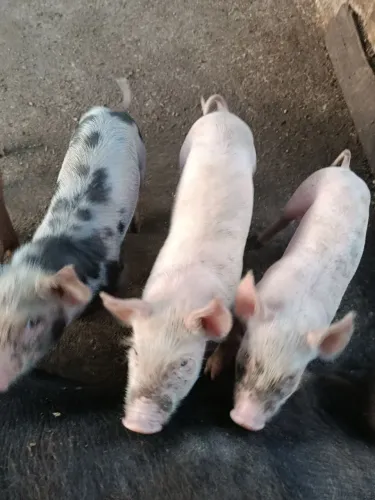 Pouquinho peatran com duroc
