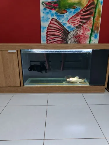 Aquario 240L completo(bomba, midias biologicas, luminaria) + Móvel