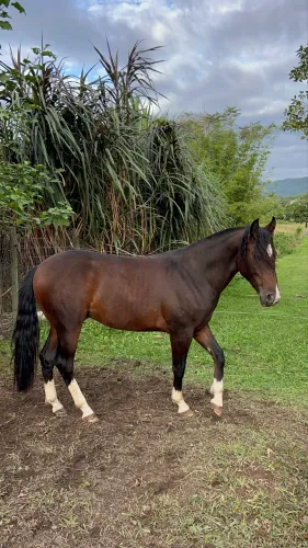 Cavalo Crioulo