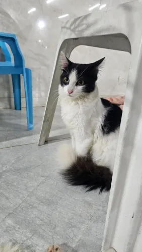 Gatinha fêmea para adoção DOCIL E CARINHOSA 