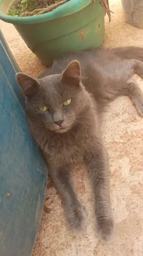 DOAÇÃO GATO MACHO 2 ANOS CINZA