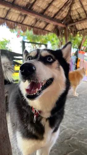 Husky doação 