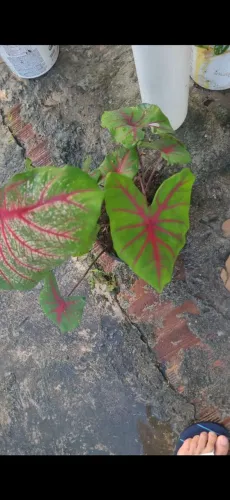 Planta caladio