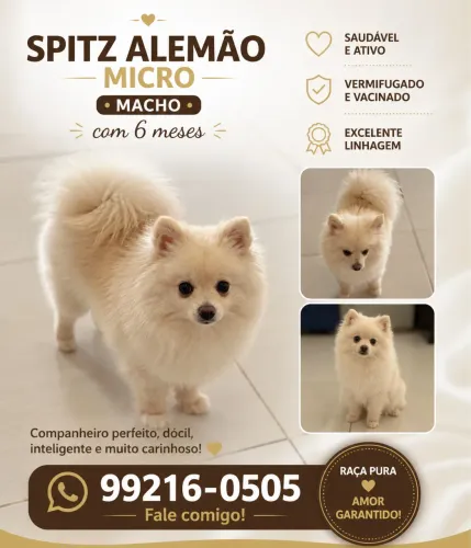 Spitz alemão micro 