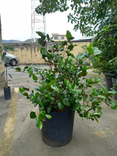 Grumixama Anã Frutificando ( Eugenia itaguhiensis ) vaso 25 litros.