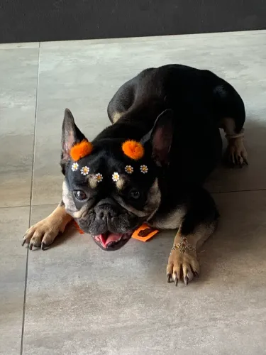 Bulldog francês 