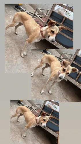 Doação de cachorro