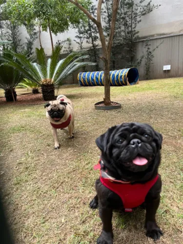 Pugs em BH