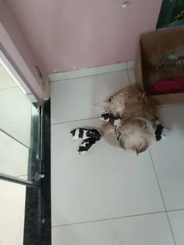 Vendo esses filhotes da raça shih Tzu *92