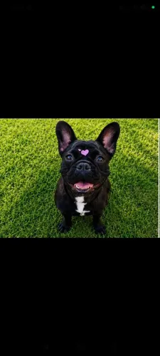 Bulldog francês