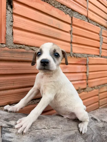 Adote o Tobby (porte pequeno)