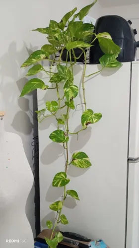 Plantas