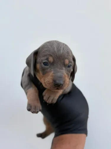 Dachshund Cofap Salsicha