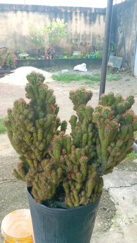 Vendo cinco cactos adultos por 200,00 .