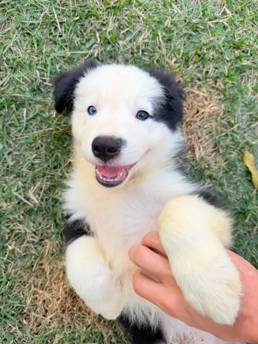 Filhote de Border Collie