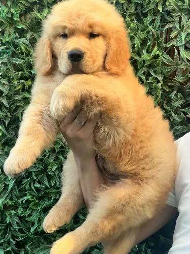 golden retriever com dias