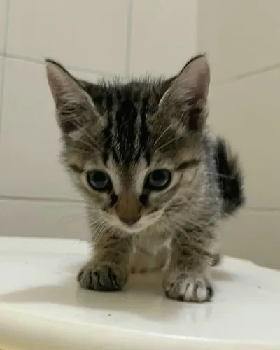 Gatinha filhote linda para adoção