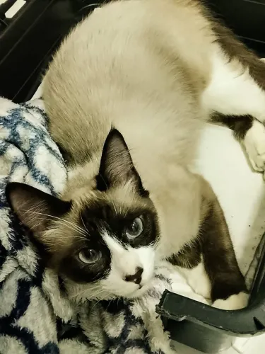 Gata sunshine