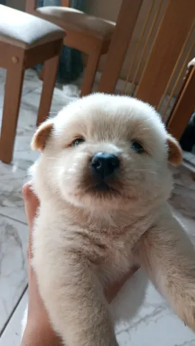 Filhote De Chow Chow