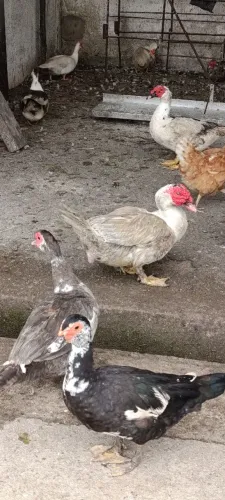 Aves 