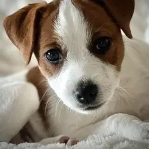 Jack Russell Terrier,Jack Russell Terrier Filhote Disponível Alta Qualidade