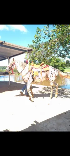 Vendo cavalo raça Appaloosa