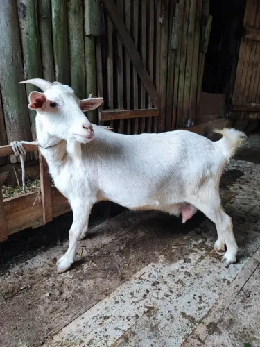 Cabra cabrita Saanen pura fêmea leiteira provavelmente prenhe