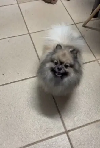 Lulu da pomerania macho adulto