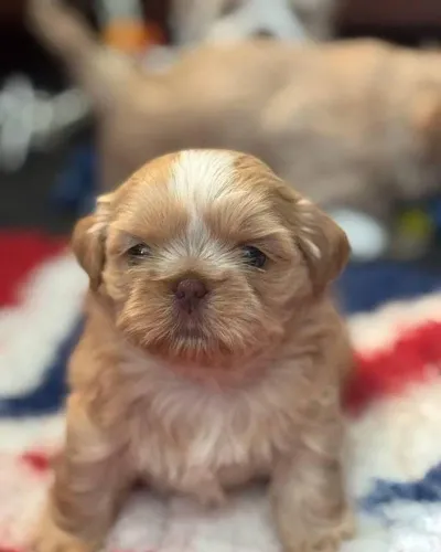 Filhotes de Shih Tzu | Encantam qualquer um!