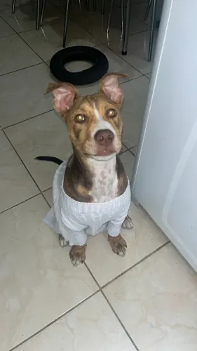 Cachorro para doação