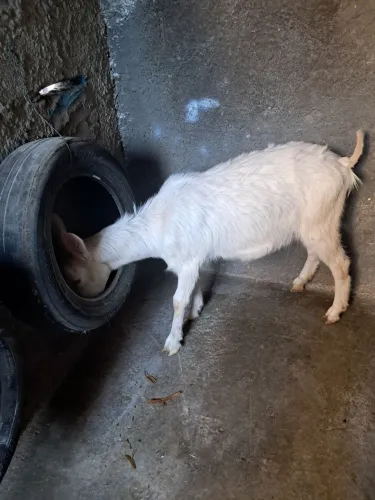 Vende se filhote de cabra