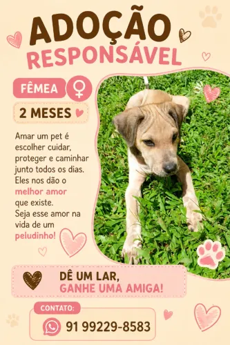 Cachorrinha para adoção.