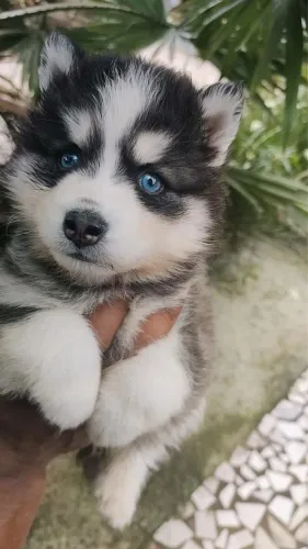 Husky bebê filhote com 55 dias disponível 